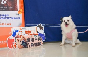 wowo邀您携宠观影，与爱宠来一场特殊约会