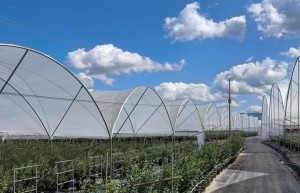 雷马蓝莓专用膜，推动设施蓝莓产业链的高质量发展